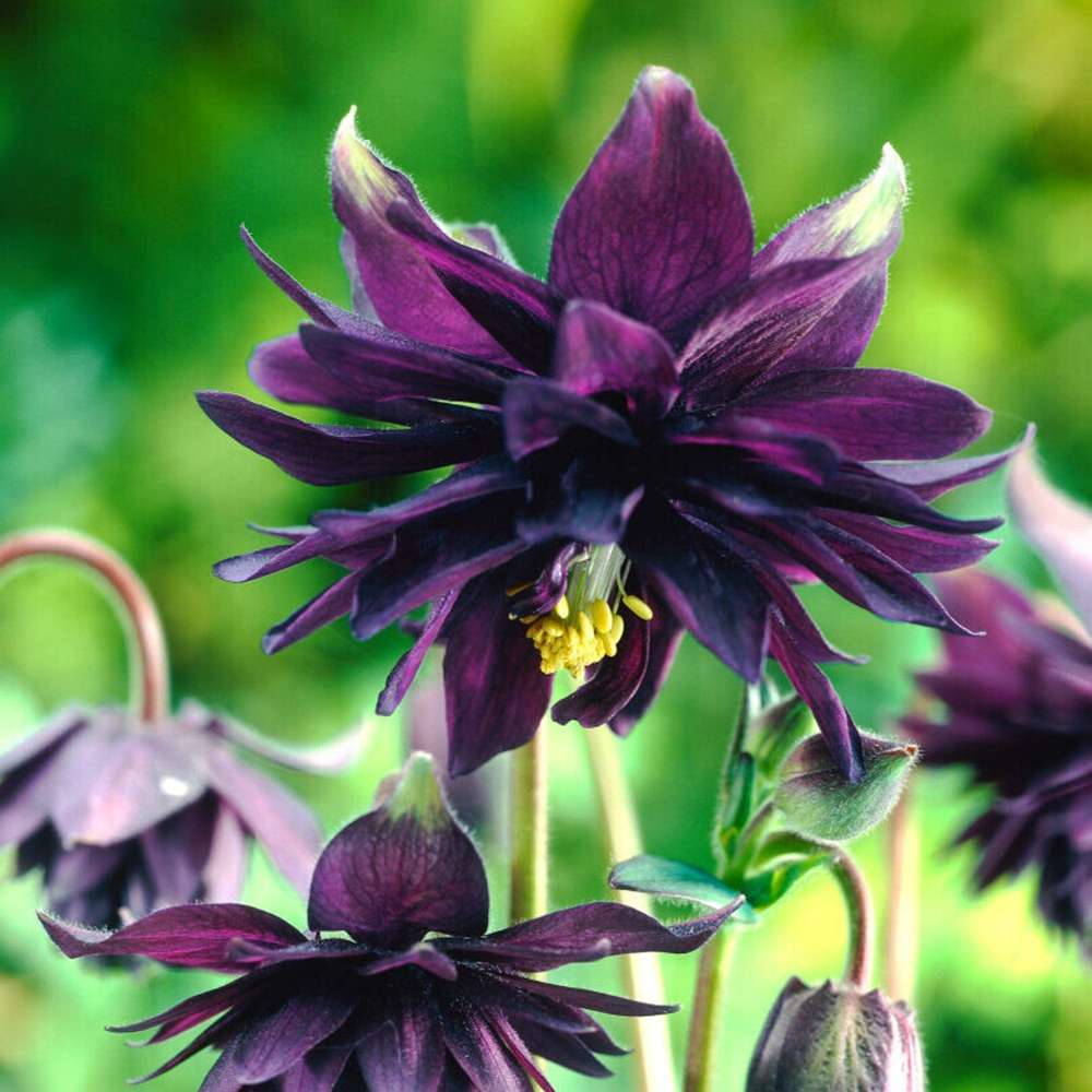 Akeleje 'Black Barlow'